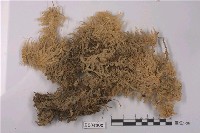 藏品(泥炭苔屬)的圖片